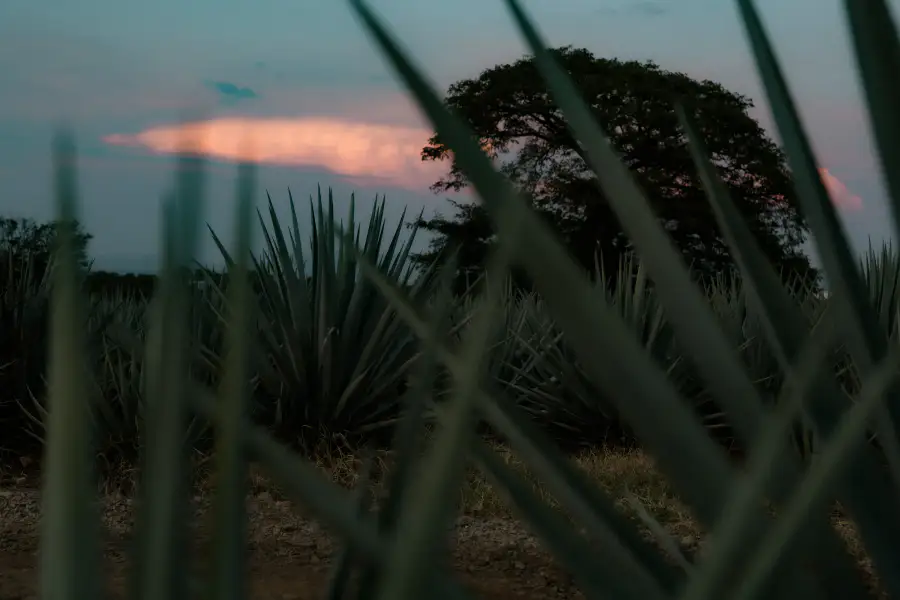 Tequila CC agosto 202649